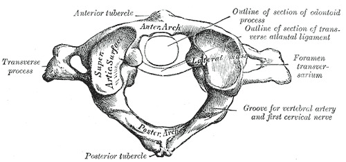 drawn illustration of the various parts of the atlas bone of the spine