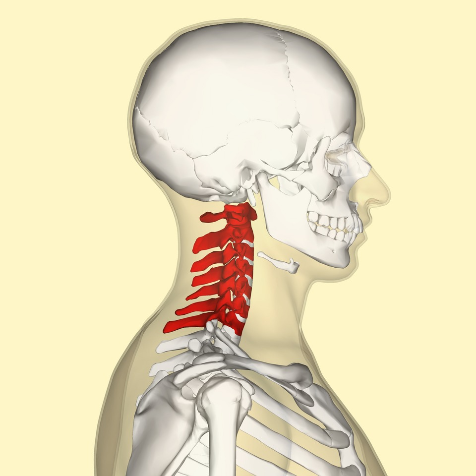 The Upper Two Vertebrae Are the Most Mobile Parts of the Spine